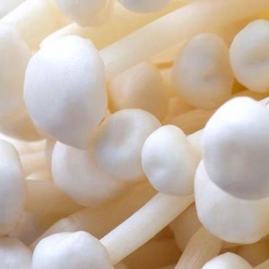 金針菇有保護肝臟作用 吃金針菇好處一覽