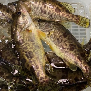 桂魚含有豐富的抗氧化劑可美容養顏 吃桂魚好處一覽