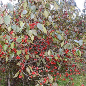 山茱萸治療陽萎早泄 山茱萸價格一覽
